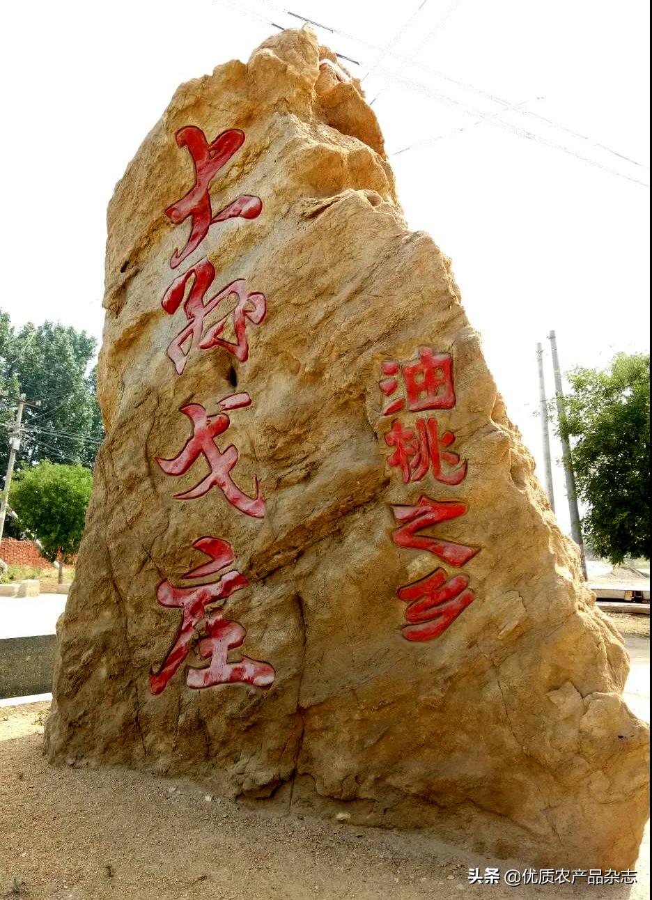 这颗桃不一般!看麻兰油桃如何“桃”人欢心