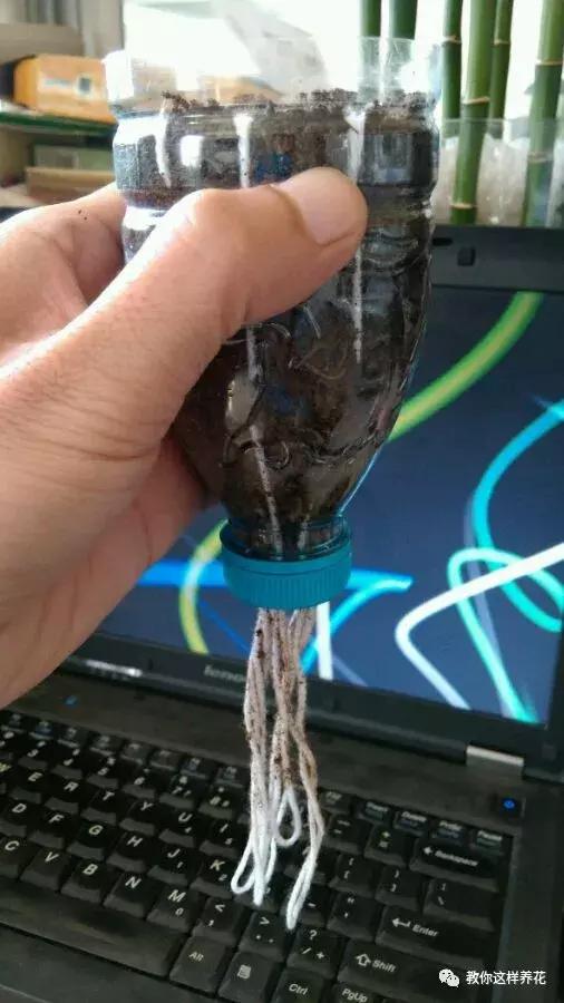 塑料瓶扔了就是扔钱！用来养花就是宝贝，看到了快捡！