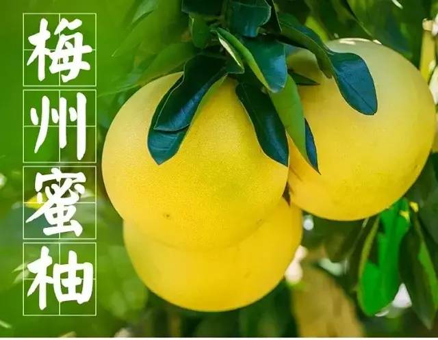 梅州蜜柚新鲜水果红肉柚子,正宗梅州红心蜜柚新鲜