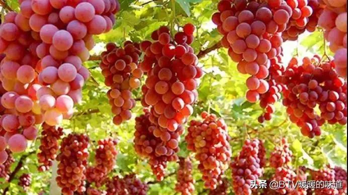 葡萄怎么挑选才不酸,葡萄怎么选好
