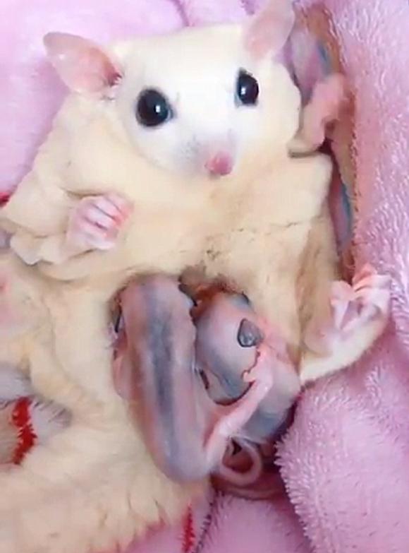 女子看朋友养的蜜袋鼯，却发现肚子鼓鼓的，掏开一瞧赶紧缩回手