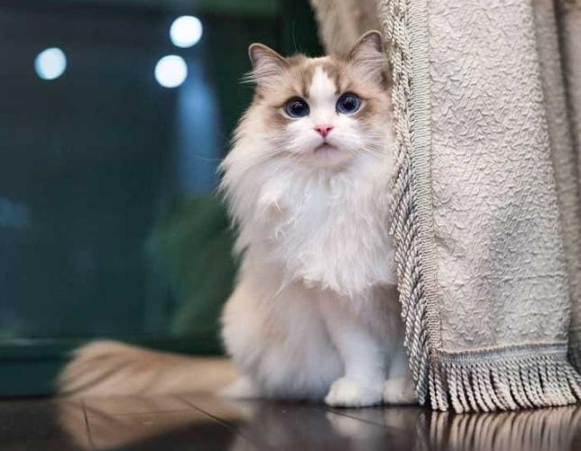 为什么布偶猫价格差这么多,什么原因导致布偶猫价格如此高