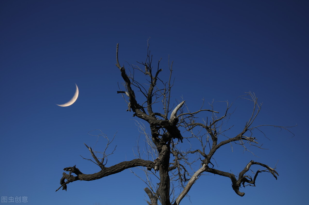 杜甫有五言绝句,杜甫五律解读