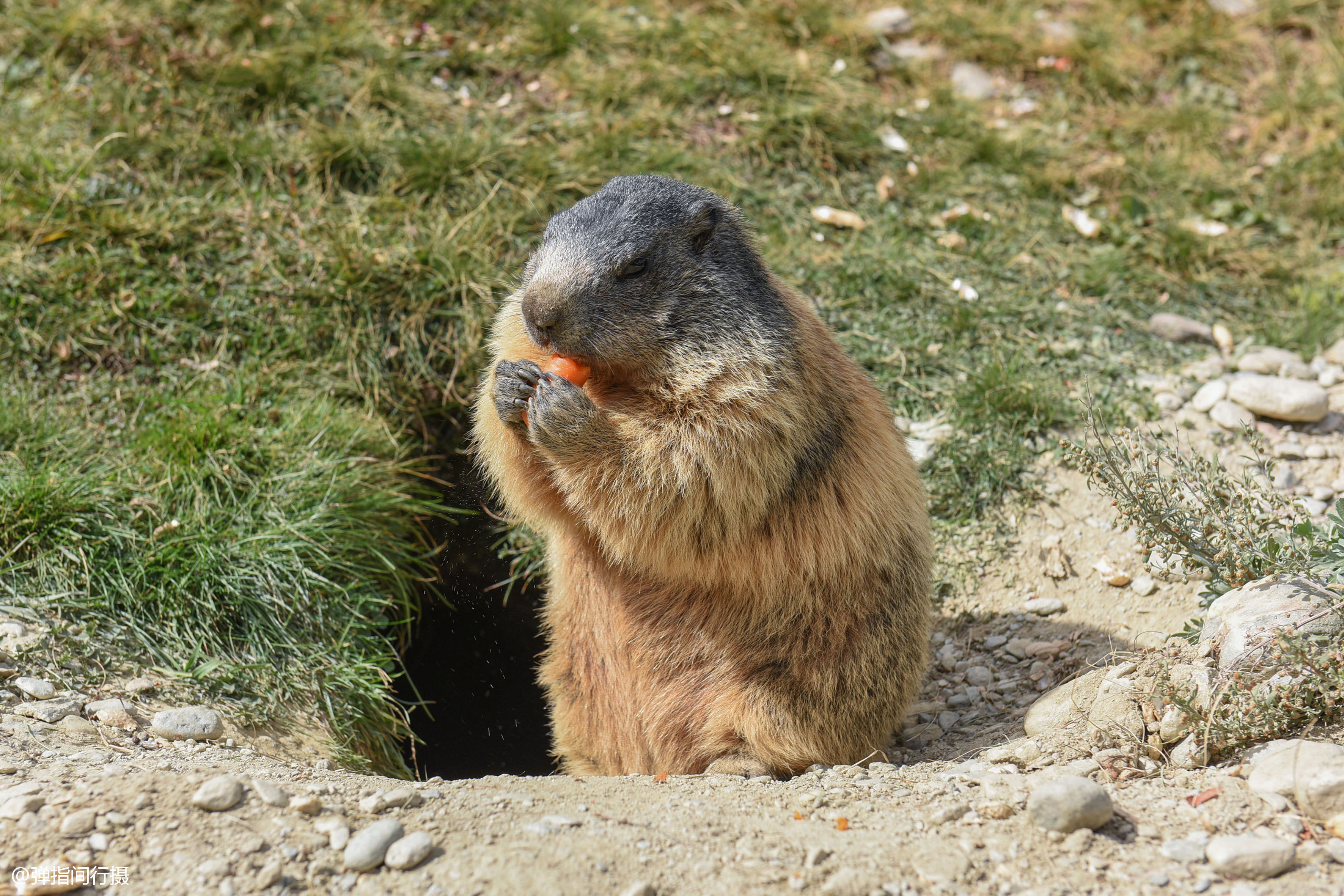 摸了萌萌的土拨鼠会感染鼠疫吗,土拨鼠鼠疫传染怎么防止