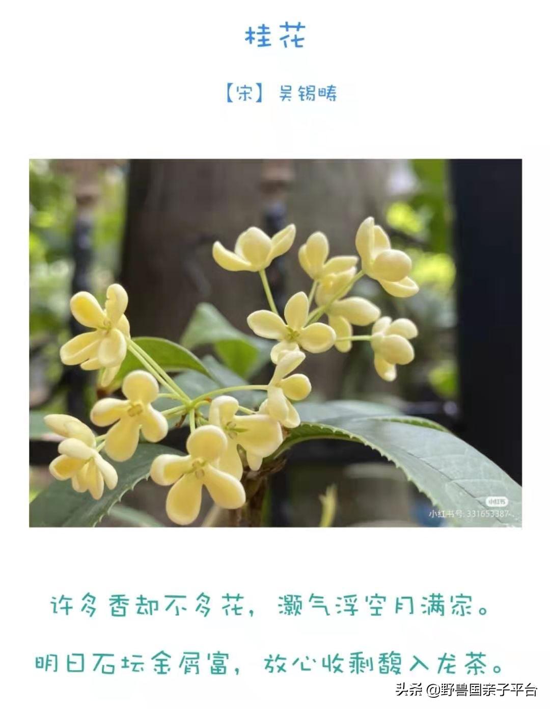 春天的花真的很美丽让人向往,春天的花也太美了