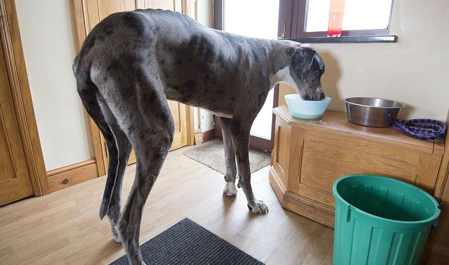 世界五大颜值爆表的狗狗,长腿狗狗欧巴