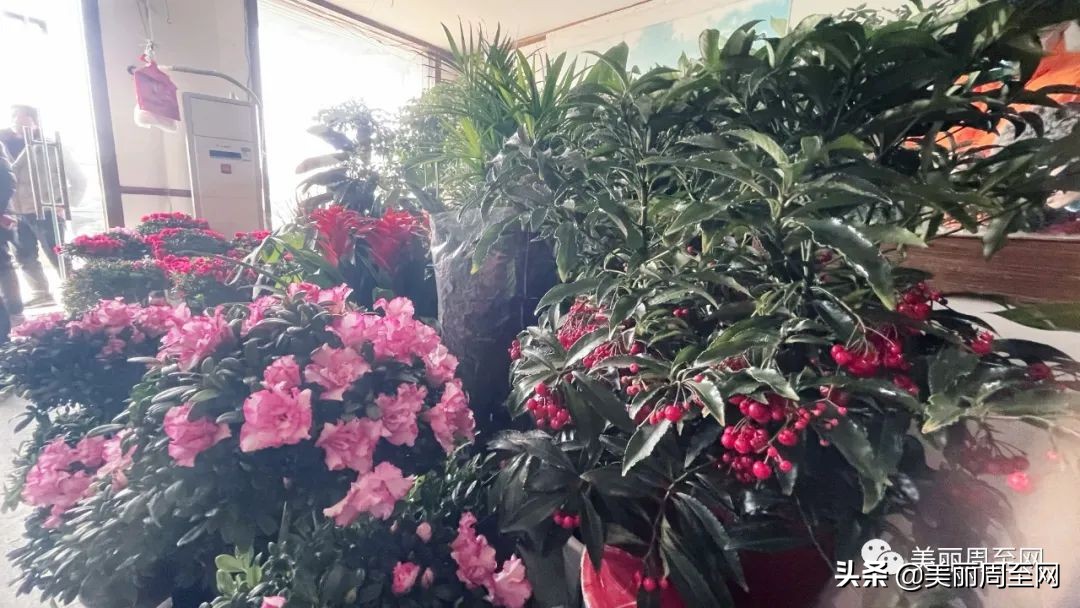 春节临近，周至这条街的花市升温！你知道哪些花最受欢迎吗？