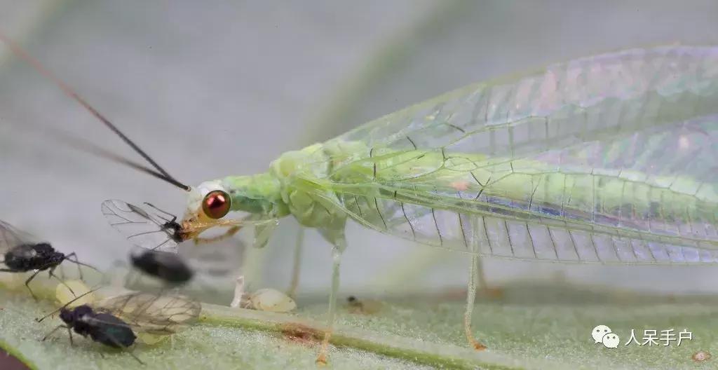 人工养殖的天敌昆虫,昆虫天敌大全