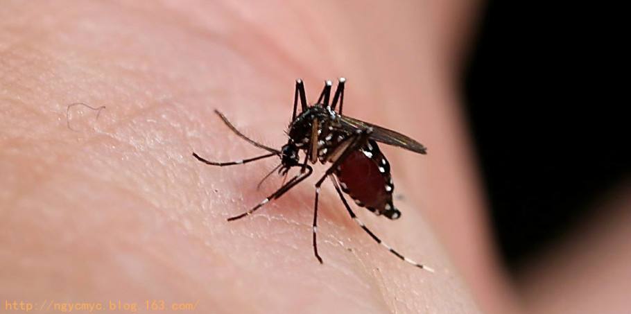 防蚊手环孕妇测评,孕妇用驱蚊贴好还是驱蚊手环好