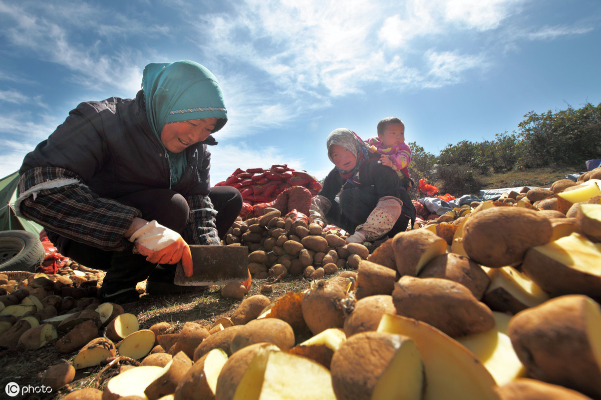 了解一种农作物的种植时间过程,种植各种农作物管理方法