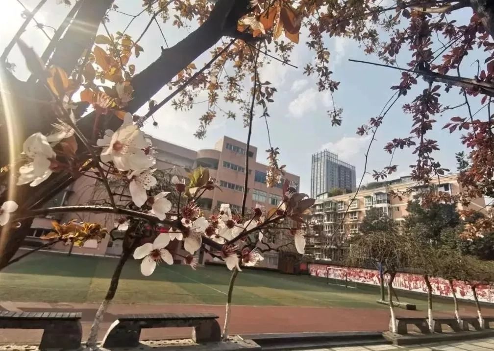 成华区小学排名第几,成华区最差的十所小学