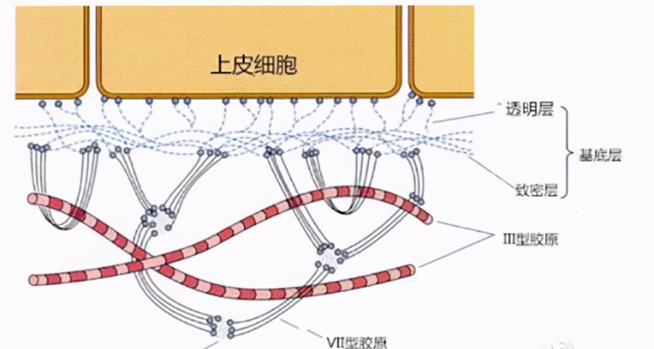 宝露斯韩式微雕水光瓷肌套：令肌肤持久水润光泽