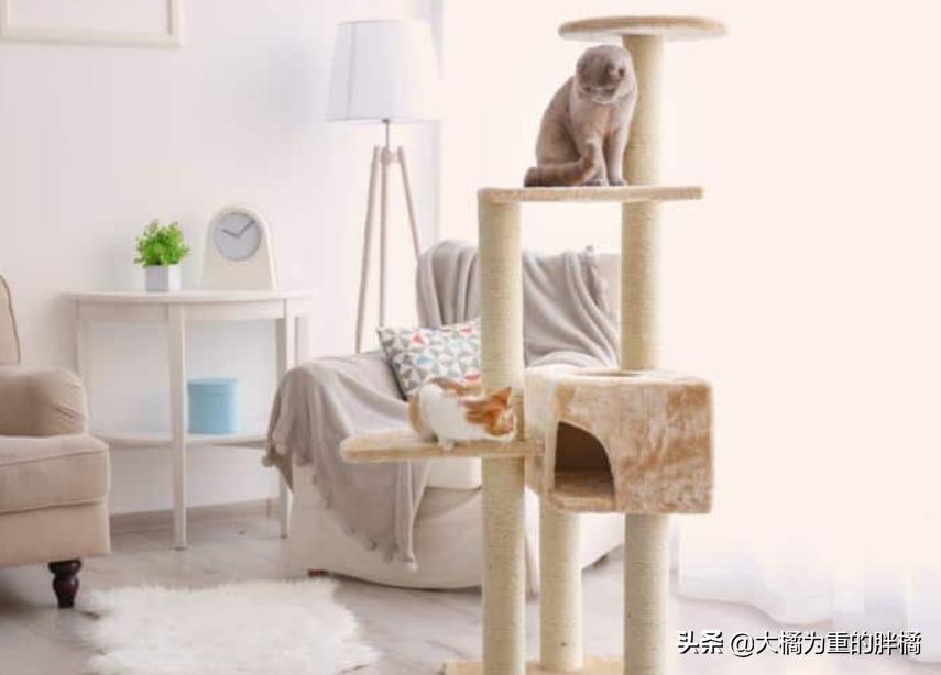 猫爬架危险,猫咪从猫爬架摔下来有事吗