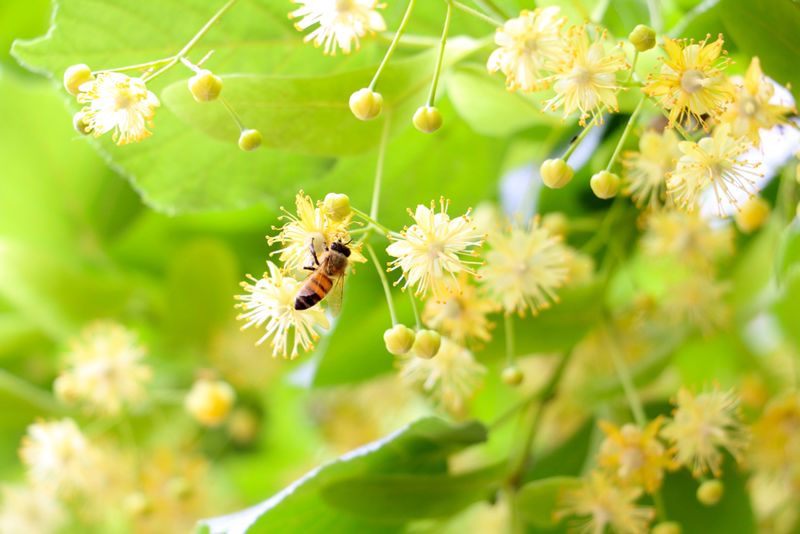 北大荒蜂蜜为啥有保质期,北大荒蜂蜜椴树雪蜜是假的吗