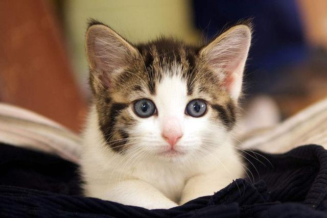 猫咪中毒以后如何自己救活他,猫咪中毒的症状及治疗