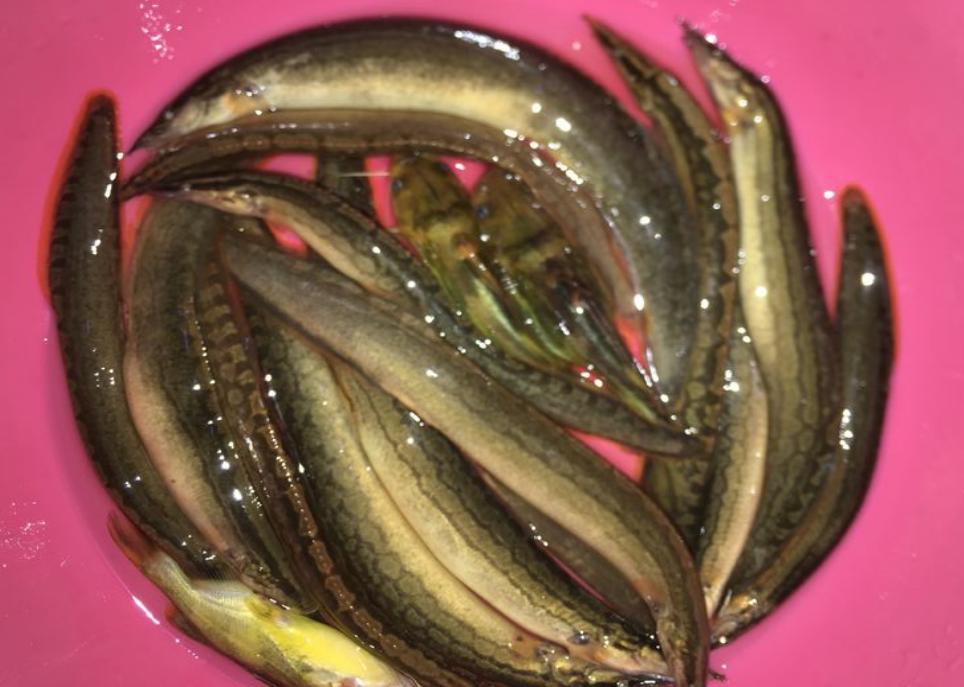 河边钓鱼发现尖嘴怪鱼,钓鱼遇到尖嘴怪鱼