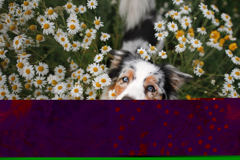 狗子鼻子干裂了怎么办,为什么狗子的鼻子干干的