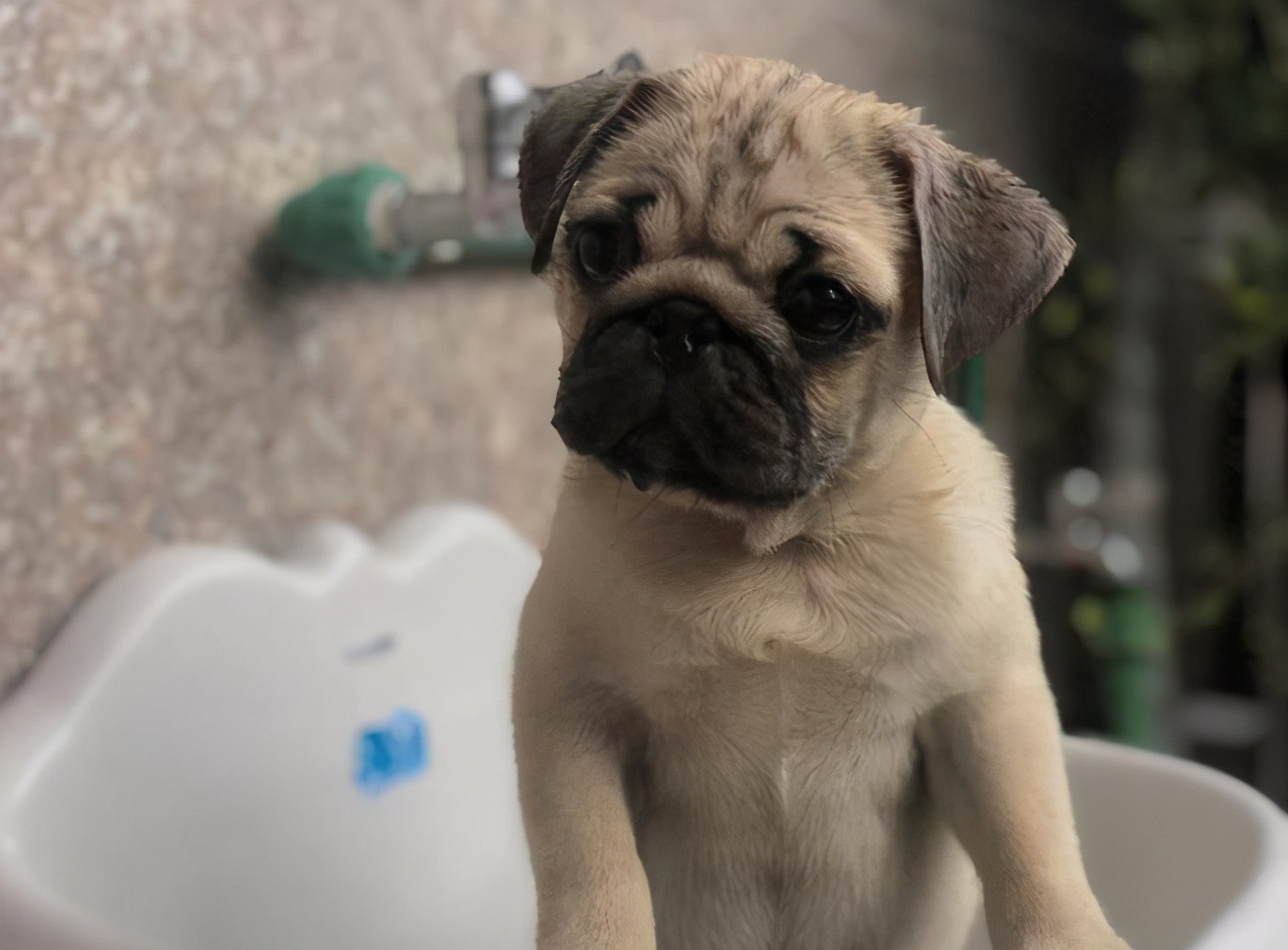 养巴哥犬需要注意什么,养巴哥犬需要注意什么细节