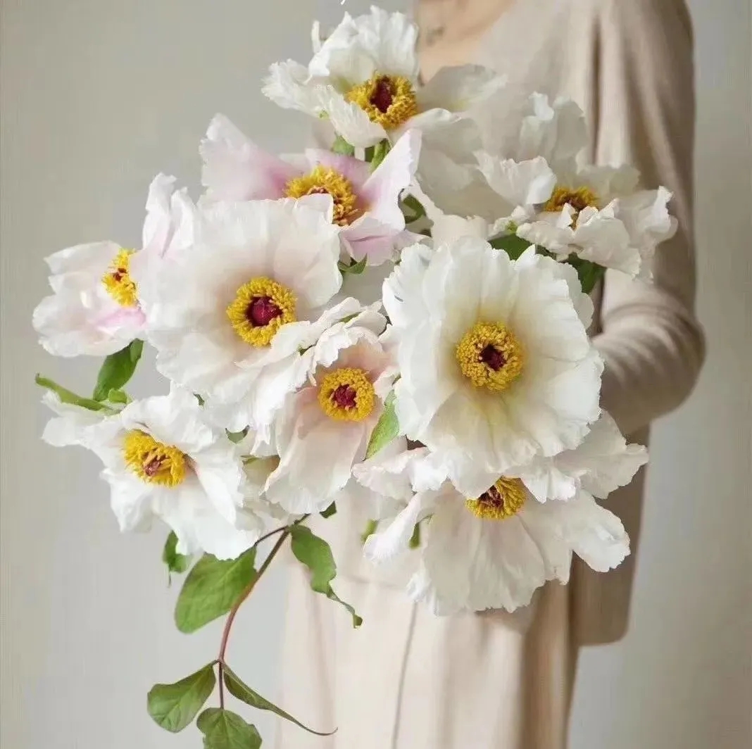 植库‖跟随仙气飘飘的油牡丹，追寻春天的步伐