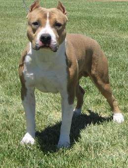 性格温顺的大型犬品种,宠物狗大型犬都有哪些品种