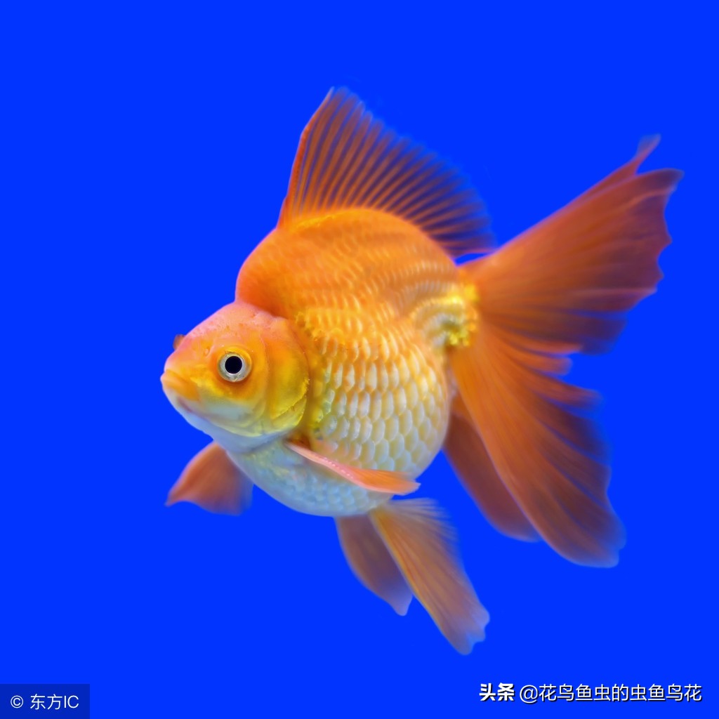 狮子头金鱼病图片,狮子头金鱼疾病有哪些