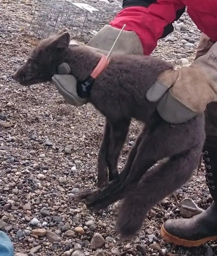 北极狐76天暴走3500公里,一只北极狐的真实生活