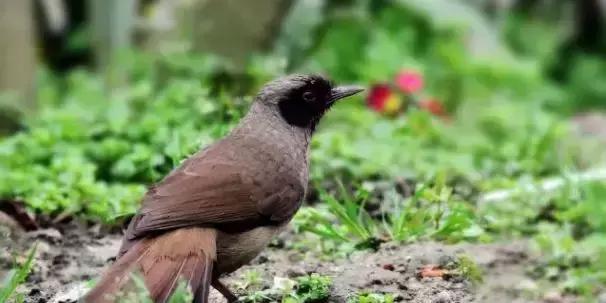 秦皇岛候鸟观赏地,秦皇岛初冬鸟类