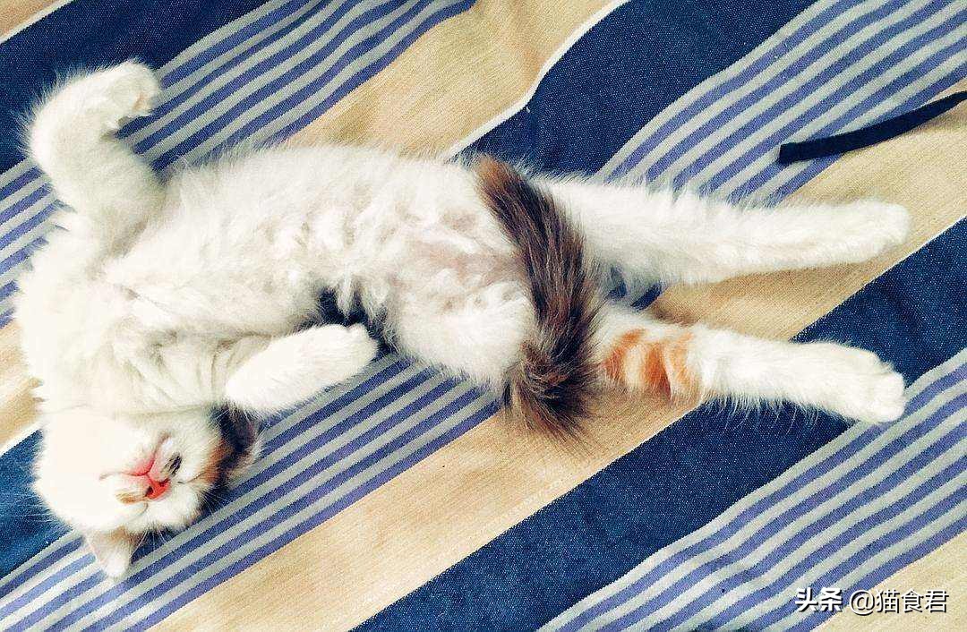 看到猫咪牙酸,猫咪磨牙是什么原因啊