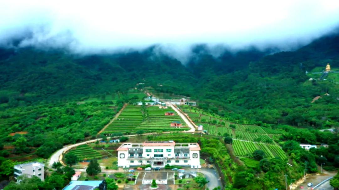 林青水绿茶飘香人道乡村好风光——莲花山片区乡村振兴示范带