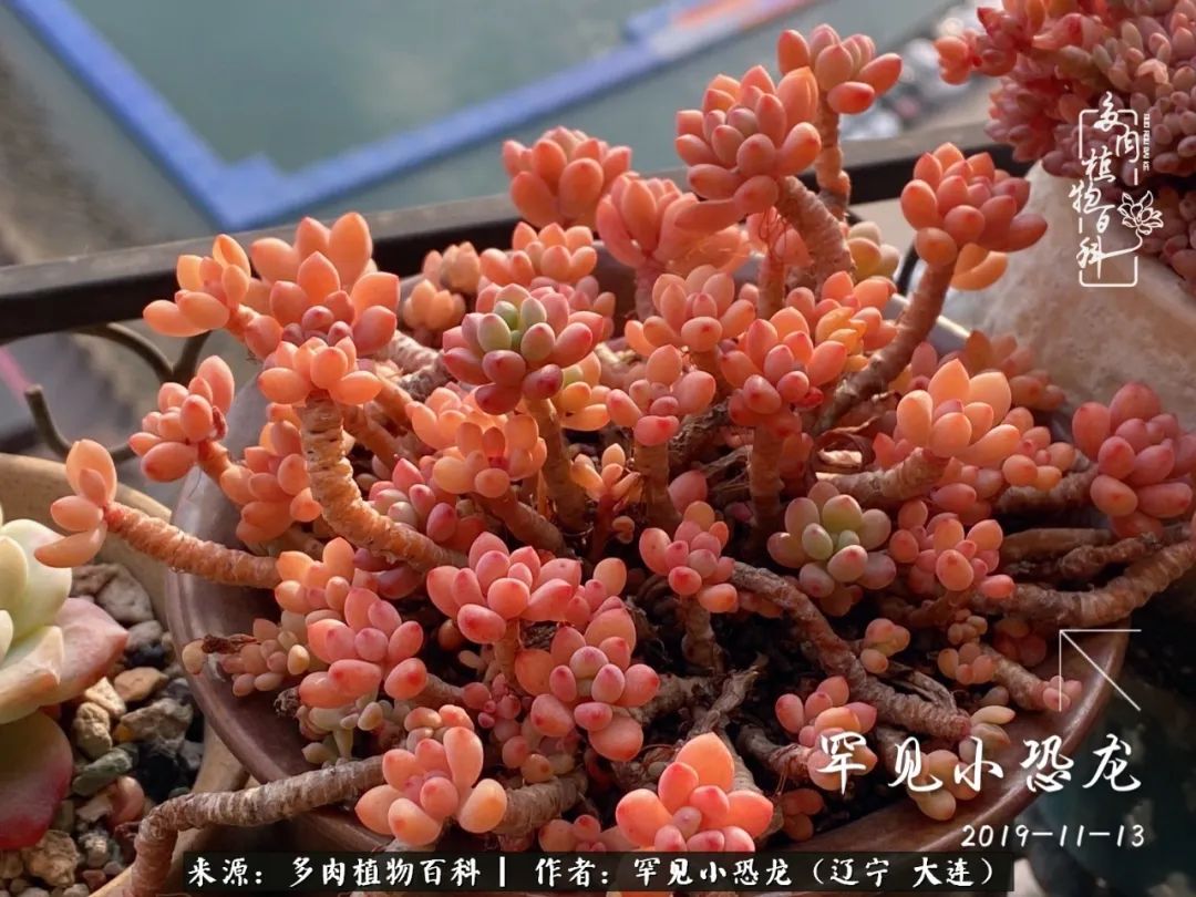 颗粒土除了种多肉还可以种什么,想养动物该怎么养