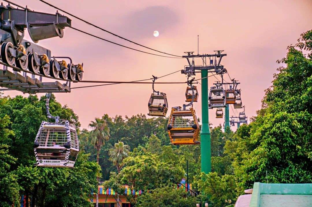 哪里有大熊猫动物园,哪些动物园值得看大熊猫