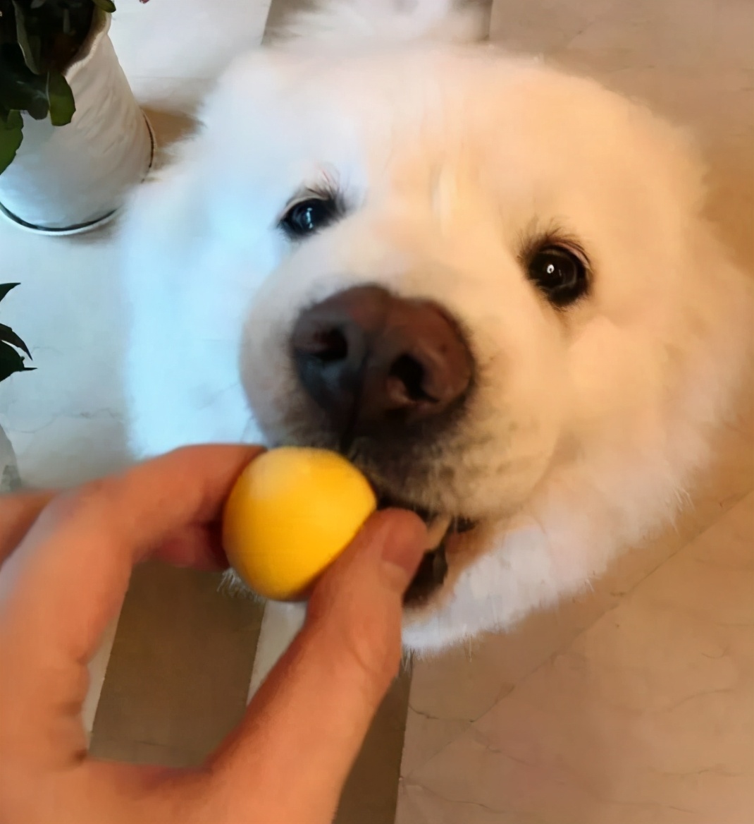 博美狗狗美毛的食物有哪些,博美犬吃什么毛发长得好