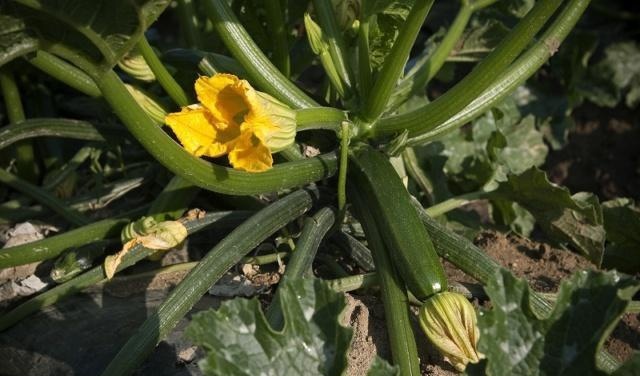 西葫芦怎么种植产量高,西葫芦安全优质高效栽培技术