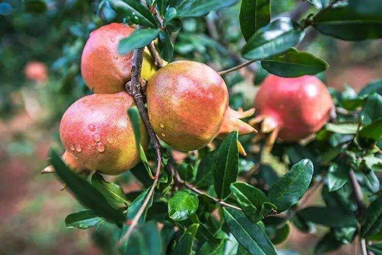 盆栽石榴春季管理方法,盆栽石榴春季养护工艺