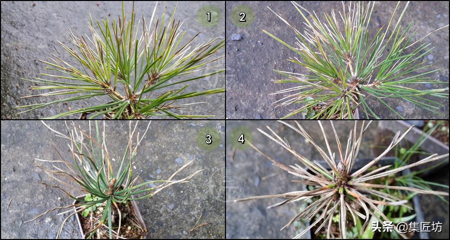 黑松盆景叶子都枯死了还能救活吗 (黑松盆景枯叶病怎么治疗)