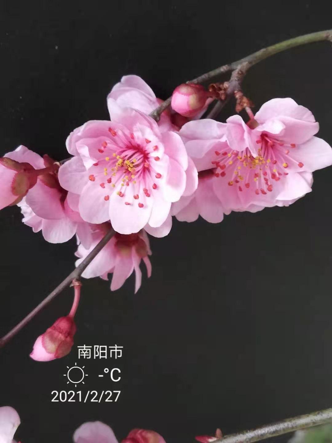 伏牛笔耕苑第207期（闹元宵续集）