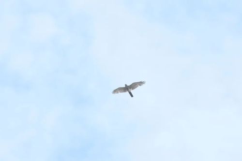 洪紫千出海记完整版 (出海记洪紫千视频)