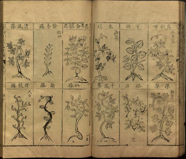 本草纲目中插图是李时珍画的吗,本草纲目李时珍插图