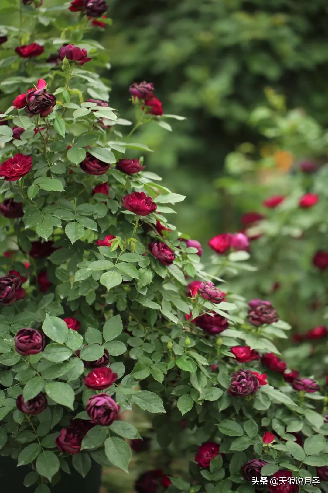 又一个十年,国产自育品种