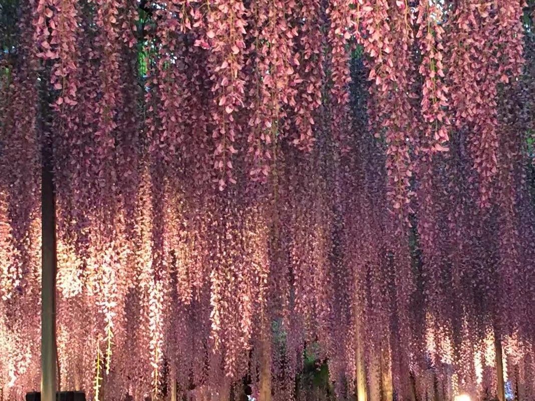 日本眼中的紫藤,最经典的日系紫藤