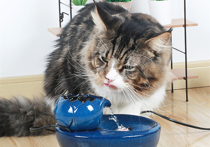 15岁猫咪慢性肾病治疗,猫咪肾病