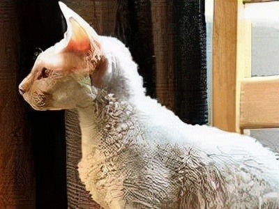 长着胡子的猫咪什么品种,有胡子的猫咪是哪种猫