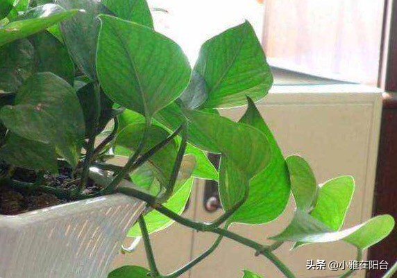 绿萝叶子发黄多久浇次水,绿萝叶子蔫了变软发黑是什么原因