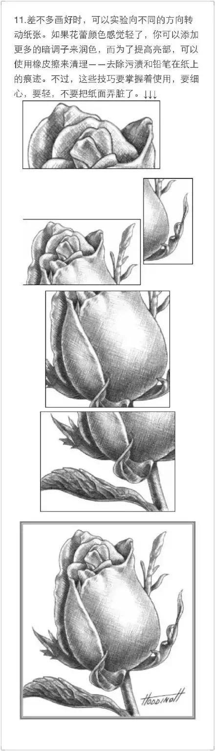 手拿玫瑰素描画,朱丽叶玫瑰素描画