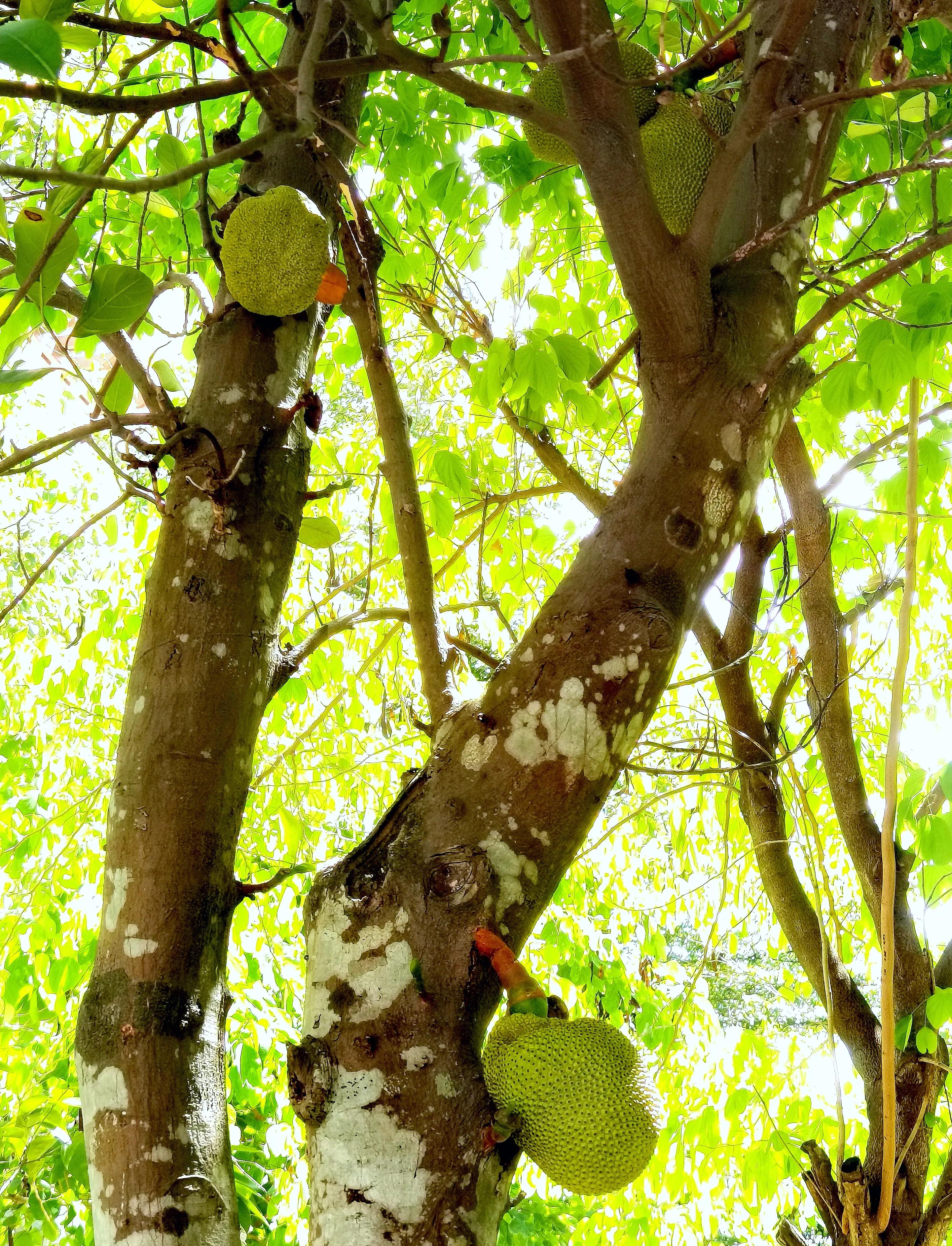 小区“花果山”的世界上最重的水果成熟了，种子更好吃