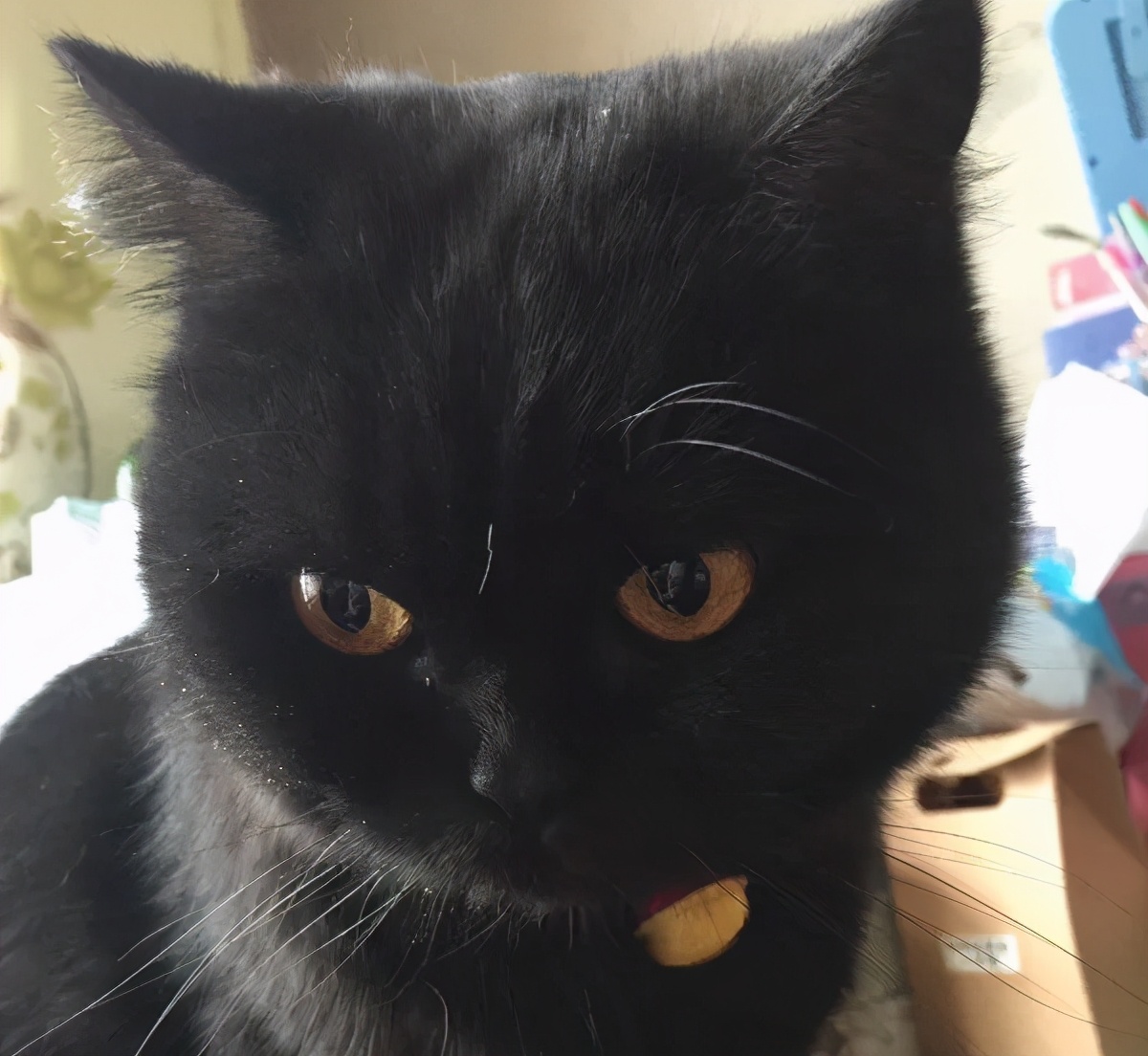 英短猫哪种花色不推荐,英短蓝白猫咪尴尬期前后对比