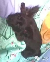 宠物去世你还会再养一只吗,狗狗病死还想再养一只