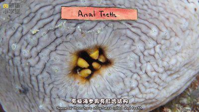 给大家科普一下海参,海参科普抖音