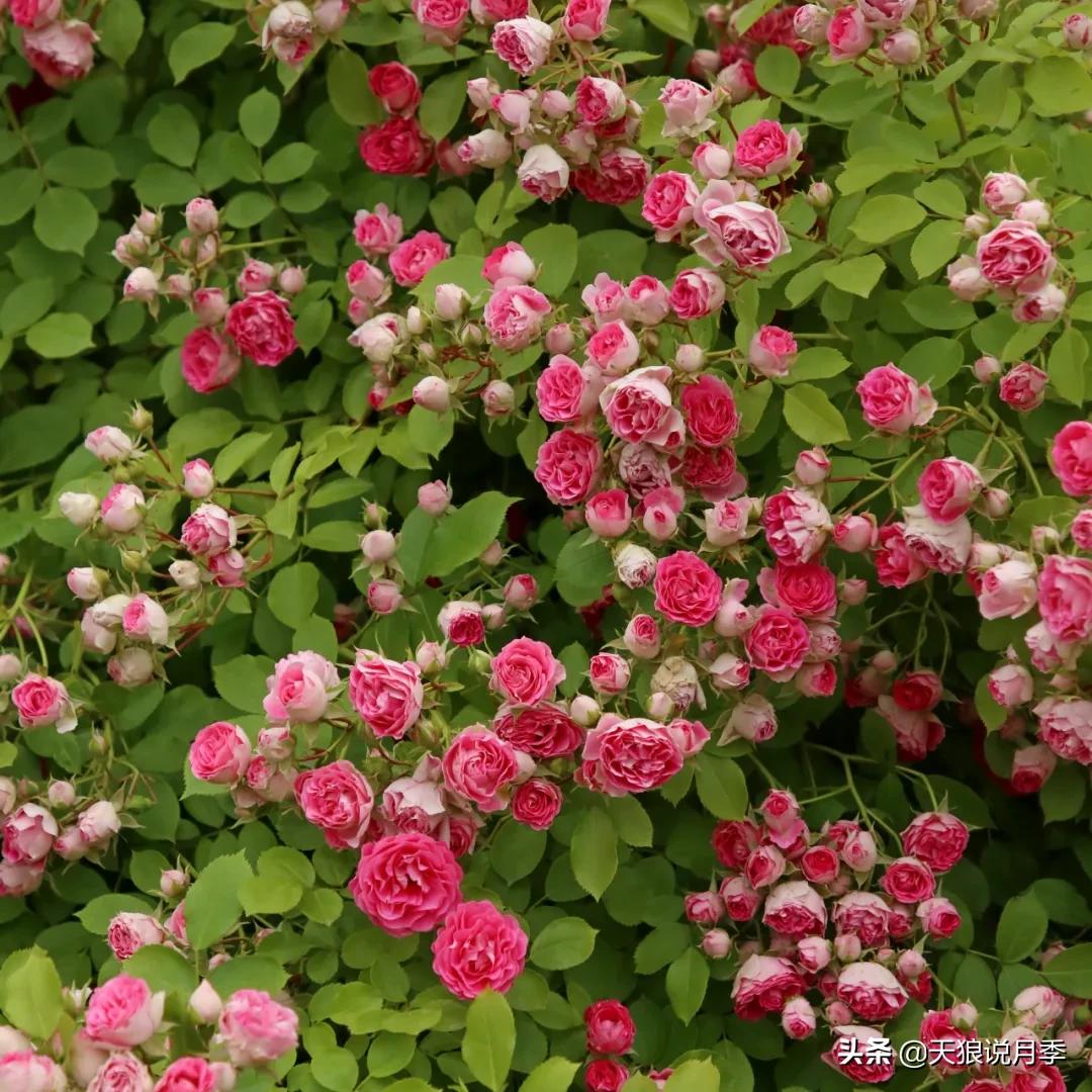 不容易，天狼自育终于打折了！空蒙只要50不到！