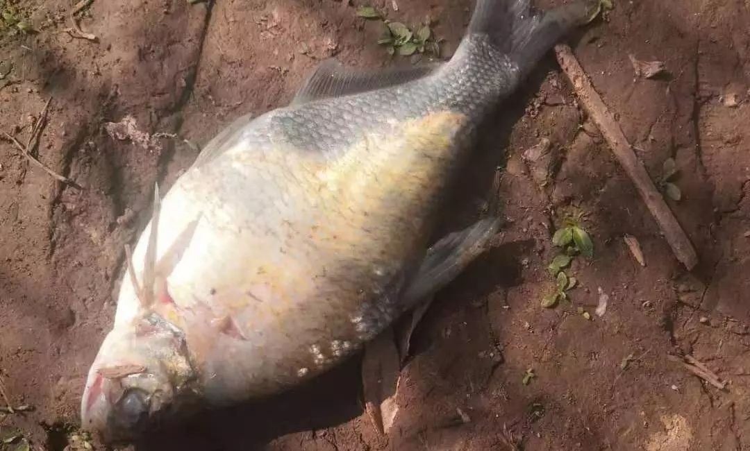 鱼得掉鳞病怎么治,鱼掉鳞烂肉怎么办